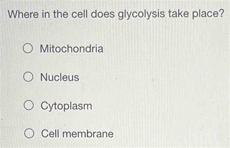 Solved Where In The Cell Does Glycolysis Take Place Mitochondria Nucleus Cytoplasm Cell