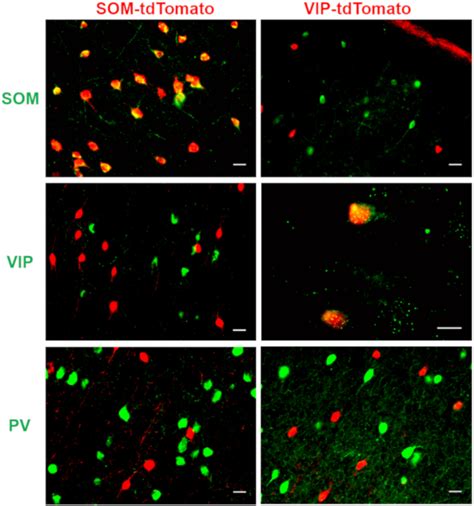 Immunofluorescent Validation Of Transgene Expression In Som Cre And