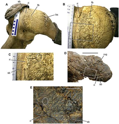 Pachyrhinosaurus perotorum | Fossils, Complex, Unexpected