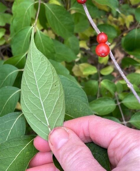 Honeysuckle Berries: Poisonous vs Edible Honeysuckle