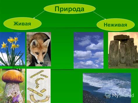 Презентация на тему: "Поиск разумного баланса в отношениях человека и ...