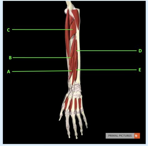 Diagram Of Deep Posterior Forearm Muscles B Quizlet