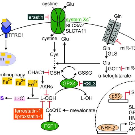 GSDMD Knockout Inhibited Pyroptosis And Induced The Formation Of A