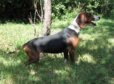 Segugio Dei Balcani Razza Descrizione Carattere Cuccioli Foto