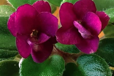 Precious Red, фото и описание