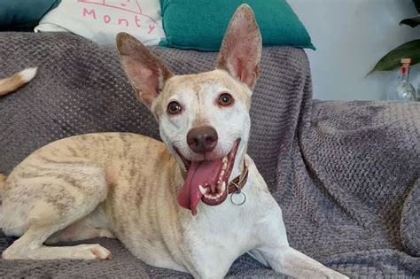 Four Devon Dogs Looking For A Forever Home This Christmas Devon Live