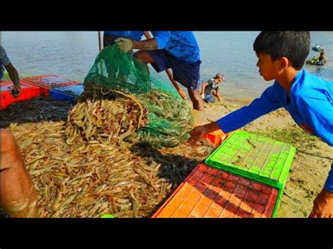 Harvesting Of Vannamei Shrimp Rainy Season Harvest Strategy Commercial