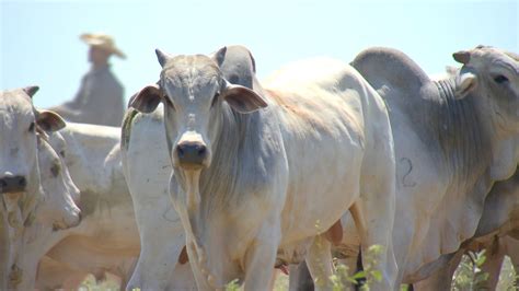 Preço da arroba do boi gordo veja a nova cotação da Emater em Rondônia