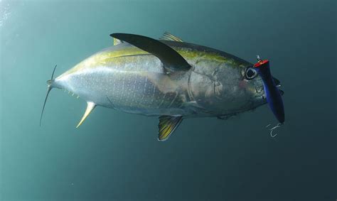 Bluefin Vs Yellowfin Tuna Look Taste Cost Nutrition Ouachita