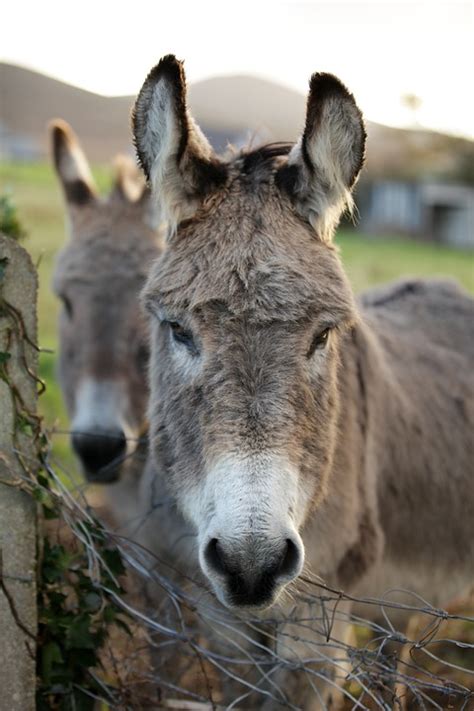 Donkeys Farm Heads Donkey Free Photo On Pixabay Pixabay