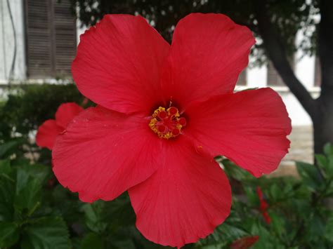 Hibiscus Afrique Du Sud Hibiscus Fleurs Afrique Du Sud