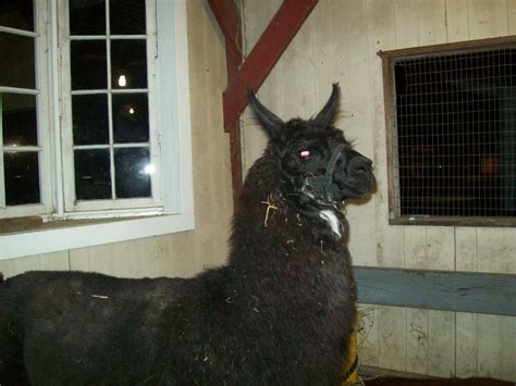 Is your mama a llama? by CrowsNestPhotography on DeviantArt