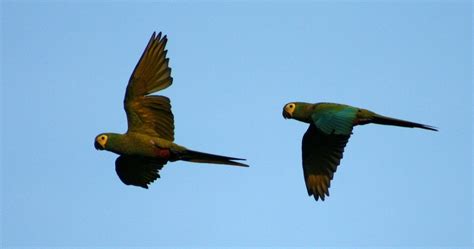 Breeding of the Red-bellied Macaw by David T. Longo. PART II Parrots ...