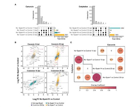 Transcriptomic Analysis Of N Caninum Isolate Infected Samples And