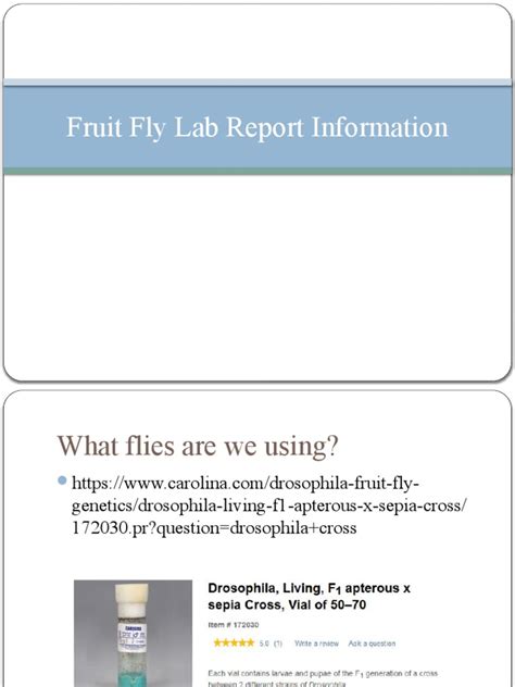 Fruit Fly Lab Report Information Pdf Dominance Genetics Genotype