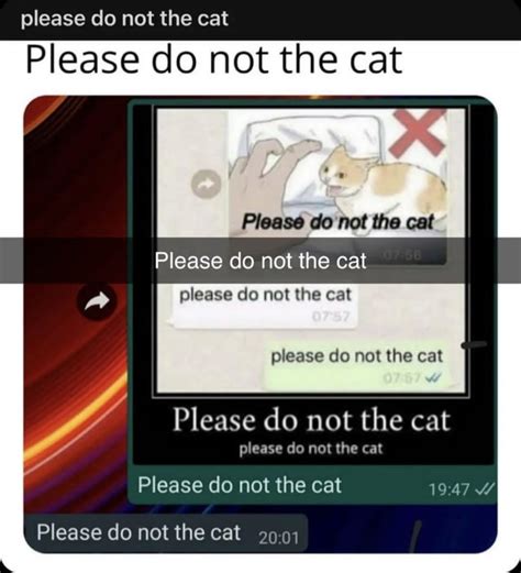 Please Do Not The Cat Memes