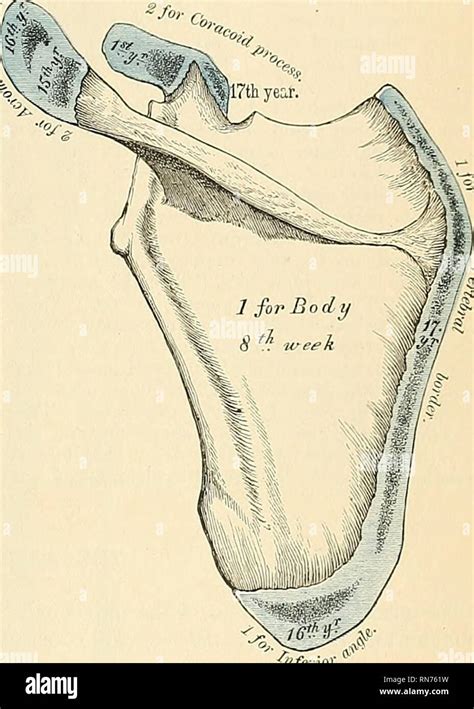 Scapula Coracoid Process