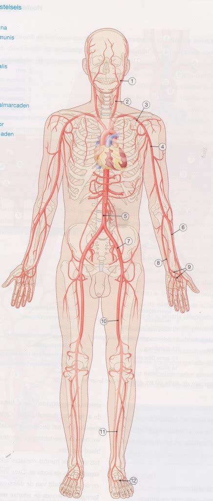 AF circulatie arteriën Diagram Quizlet