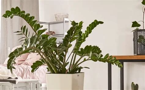 7 Best Houseplants For Beginners Constant Delights