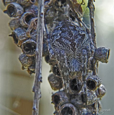 Camouflage Spider By Stephen Quennell Redbubble