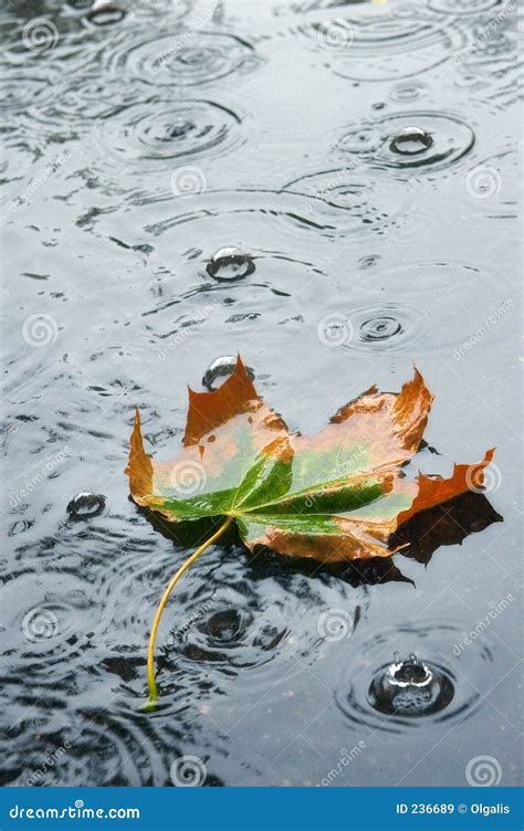 Lluvia del otoño imagen de archivo. Imagen de septiembre - 236689