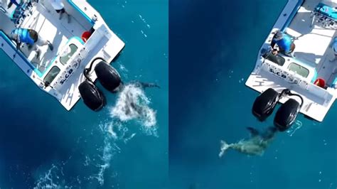 Florida fisherman captures heart-pounding Bull shark attack on camera ...