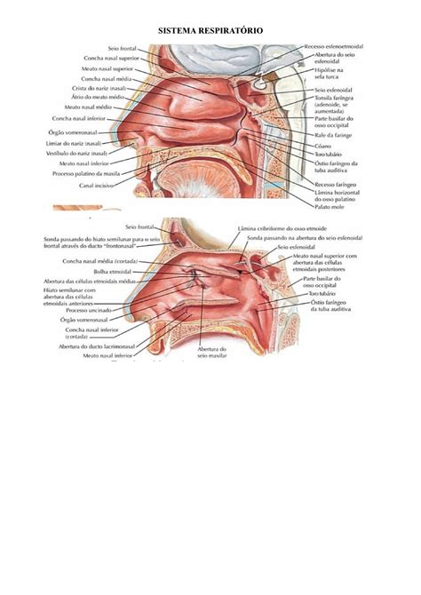 Sistema Respiratório Netter Imagens anatomia Anatomia SISTEMA