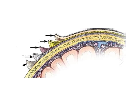 scalp layers Quiz