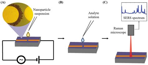 Biosensors Free Full Text Application Of Raman Spectroscopic