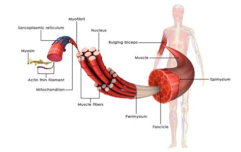 Muscle Anatomy - Myopress