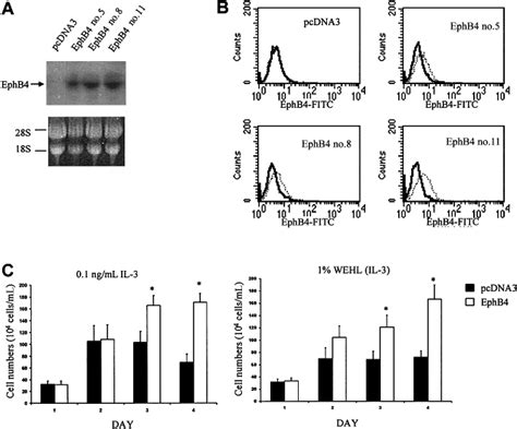 Proliferative Effects Of Ephb4 On 32 Cells A Expression Of Ephb4 In Download Scientific