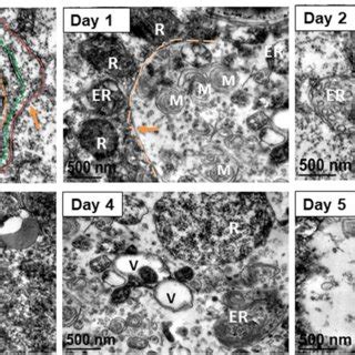 Typical Tem Images Of L Vannamei Hepatopancreas Tissue During Cold