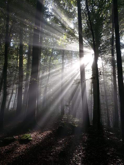 Free Images Tree Nature Branch Light Sun Fog Mist Sunlight Morning Leaf Weather