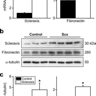 Regulation Of Fibronectin Expression By Scleraxis A Nih T