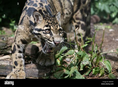 Clouded leopard teeth hi-res stock photography and images - Alamy