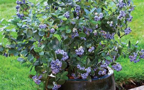 Sunshine Blue Dwarf Blueberry - 3 Gallon - Shrub, Fruit - Blueberry ...