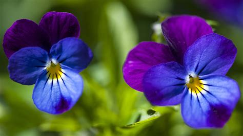 Immagini Viola Del Pensiero Fiore Da Vicino X