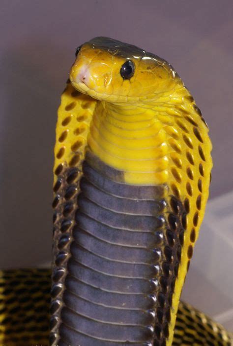 (Naja samarensis) Samar cobraThis is a highly venomous species of spitting cobra native to the ...