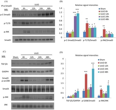 A Immunoprecipitation Ip Of Smad3 Followed By Western Blotting Wb