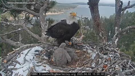 Big Bear eaglets officially have names: Sunny and Gizmo - 6abc Philadelphia