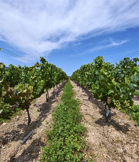 Domaine De Bel Air Vins Du Beaujolais