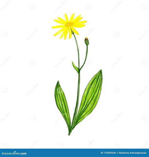 Arnica Drawing By Colored Pencils Royalty Free Illustration