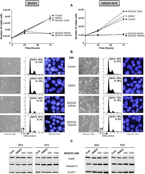 Bez235 Inhibits Proliferation Of Skov3 And Igrov1 R10 Cell Lines Download Scientific Diagram