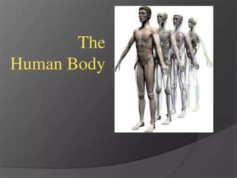 Ppt The Human Body Powerpoint Presentation Free Download Id 2932051