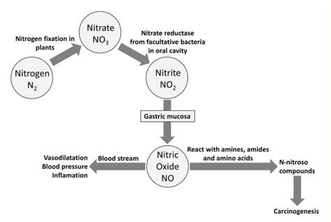 Formation Of Nnitroso Compounds From NO3 NO2 NO And Their Effects