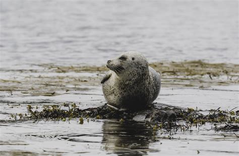 Wildlife Trip - Islay Sea Adventures