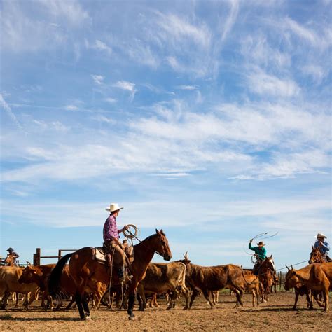 Skip the Dude Ranch. A Hands-On Vacation at These Working Ranches Is Far More Authentic and ...