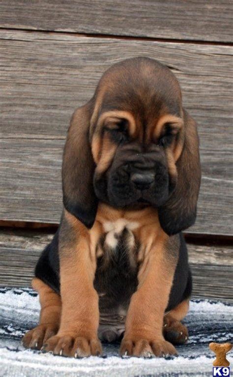 512 Amazing Bloodhound Names - Animal Hype