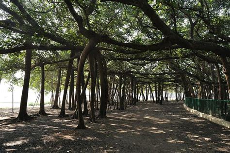 Widest Banyan Tree In The World
