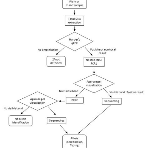 Flow Chart Summarizing The Different Steps Of The Nested Mlst Method Download Scientific Diagram